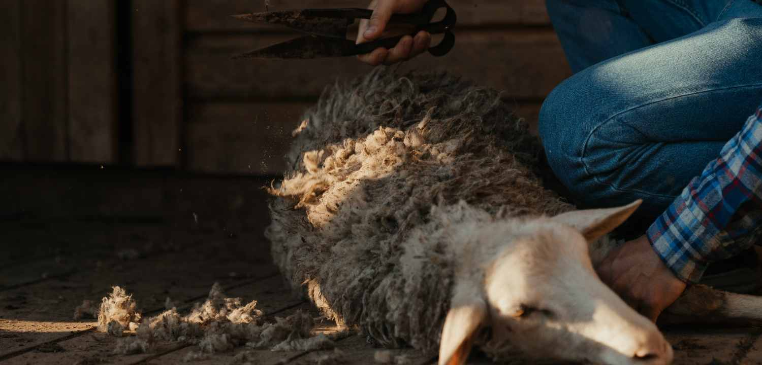 News Banner Pengertian Qurban dan Beberapa Informasi Pentingnya