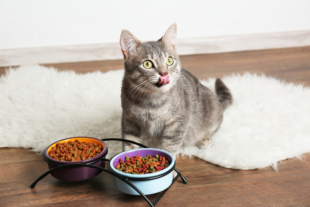 News Banner Pencinta Kucing Wajib Merapat, Silahkan beli Makanan Kucing Di Alfamart Lebih Murah